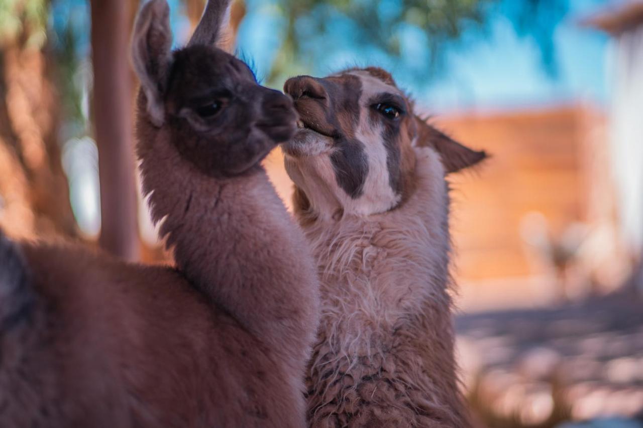 Cabanas Voyage Atacama Сан-Педро-де-Атакама Экстерьер фото