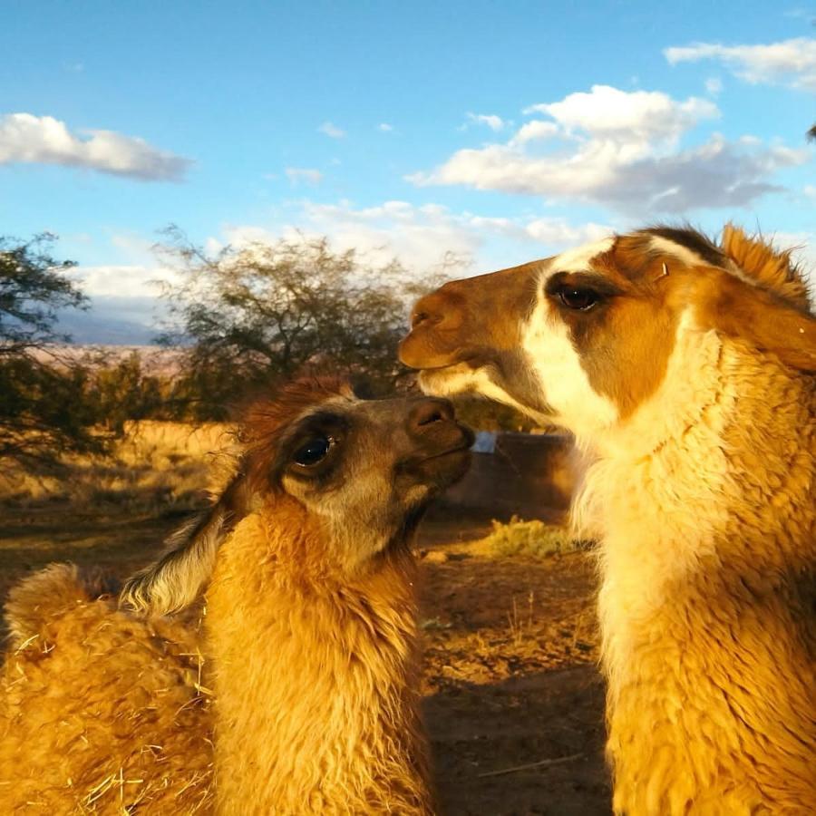 Cabanas Voyage Atacama Сан-Педро-де-Атакама Экстерьер фото