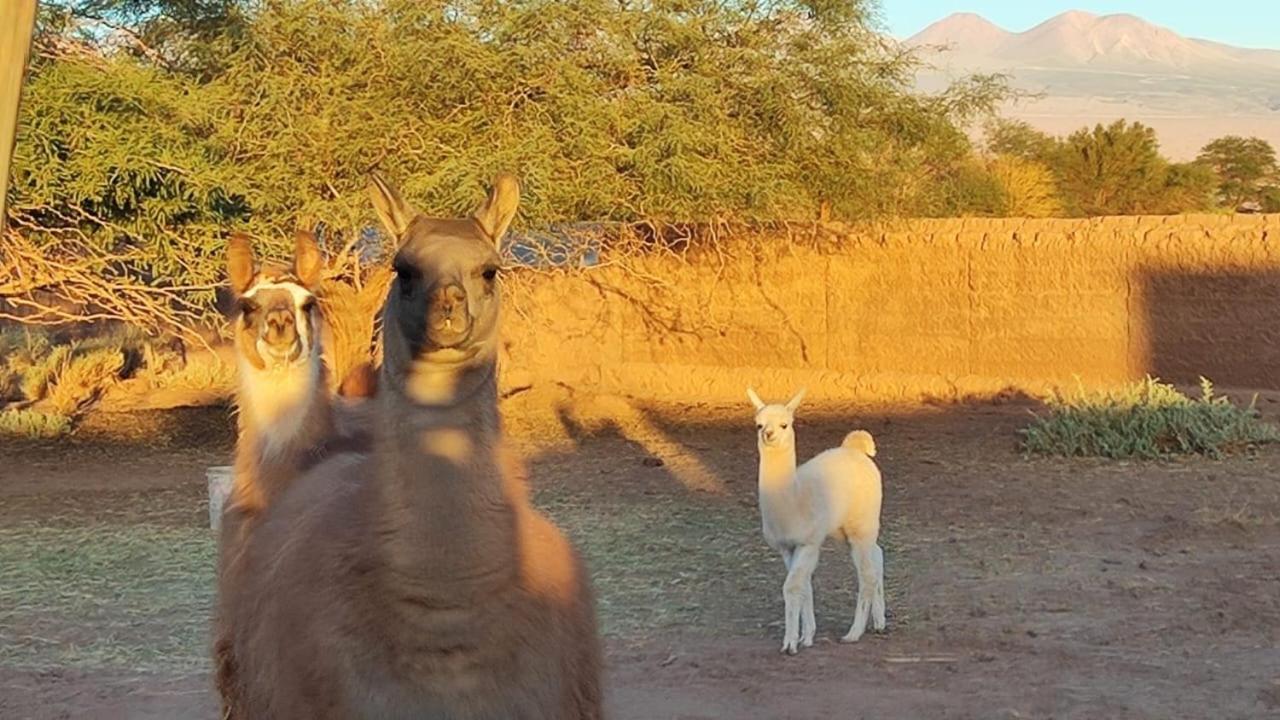 Cabanas Voyage Atacama Сан-Педро-де-Атакама Экстерьер фото
