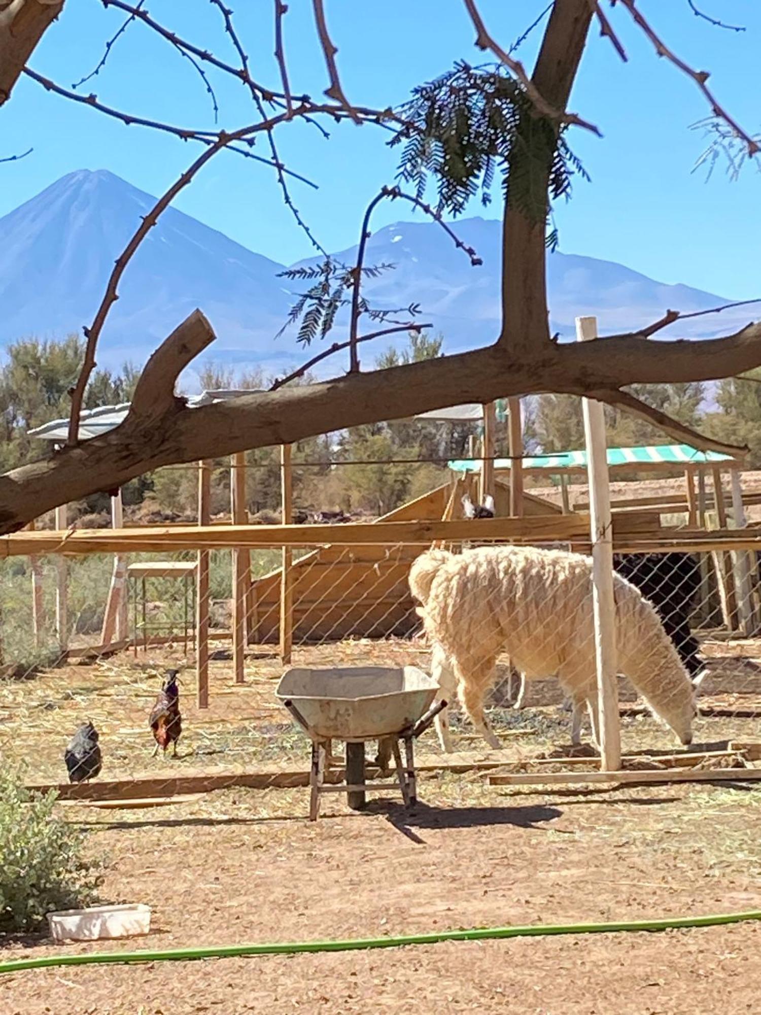 Cabanas Voyage Atacama Сан-Педро-де-Атакама Экстерьер фото